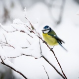 Jeris week 45 12-4629